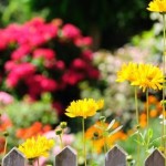 Yard with Fence